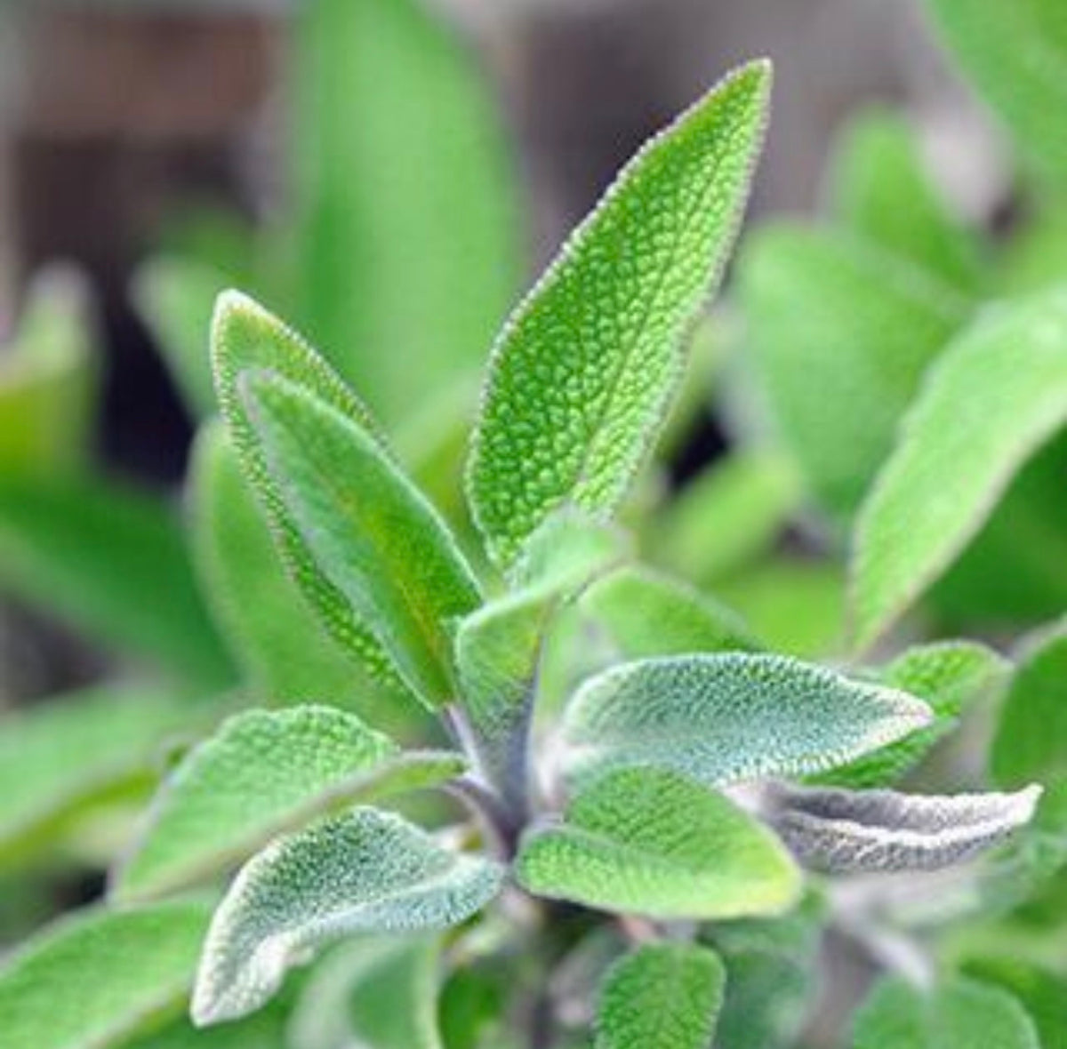 Sauge officinale (Common sage)