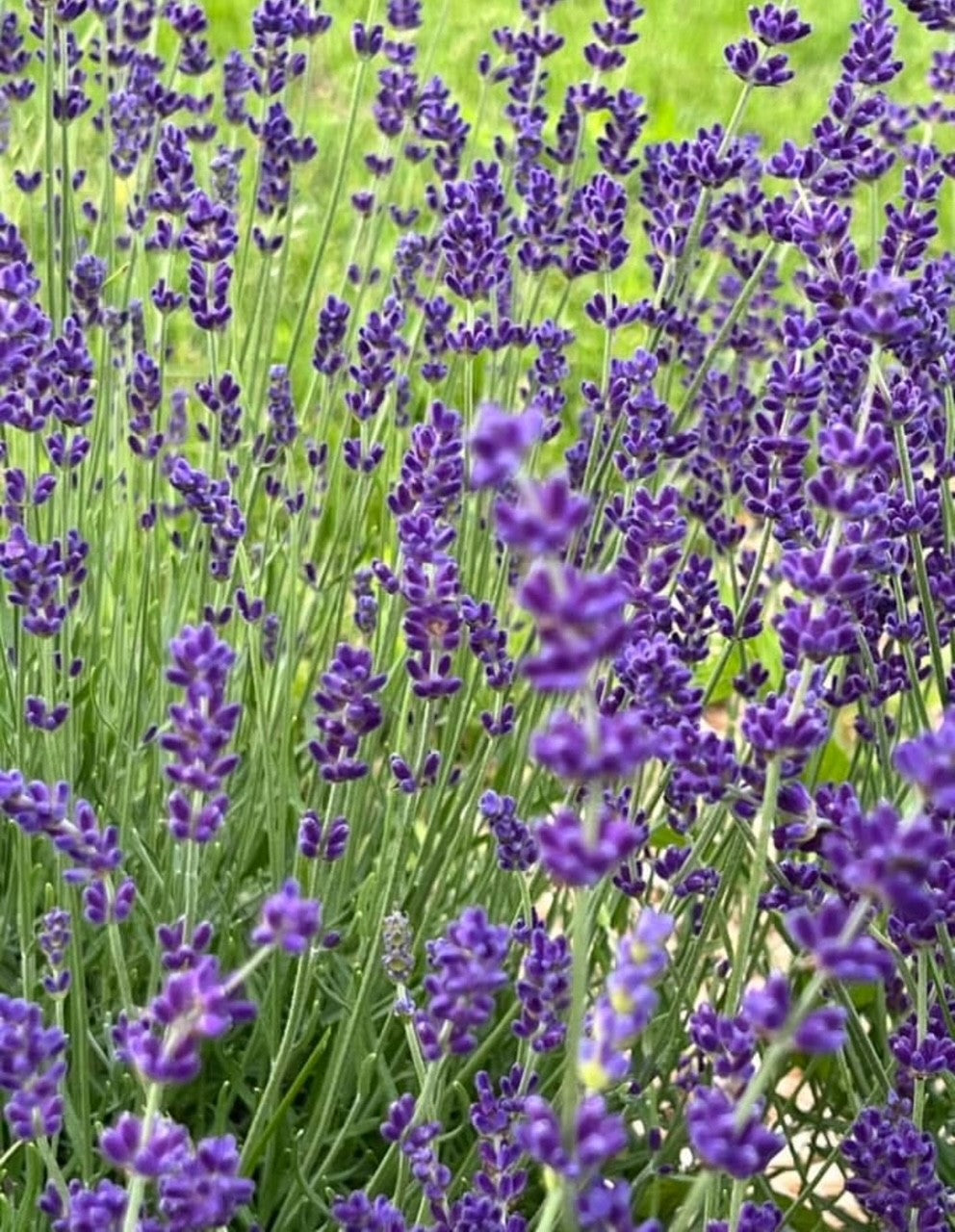 Eau de linge (Lavande)