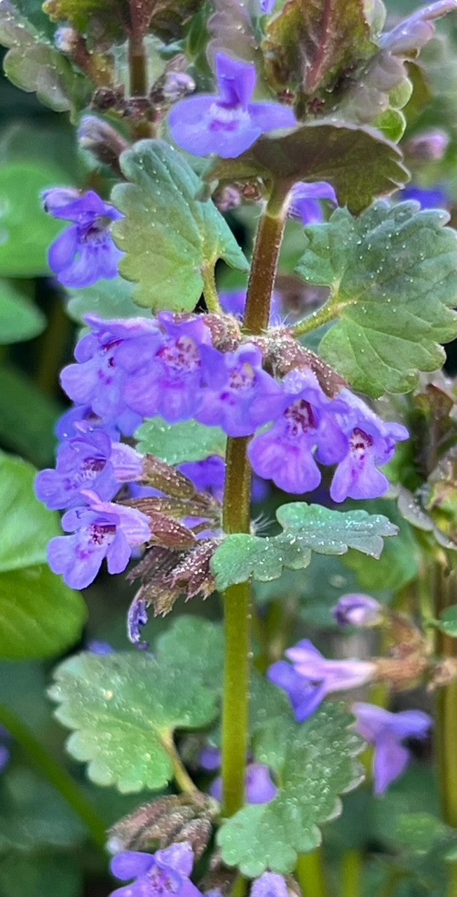 Lierre terrestre (Ground ivy)