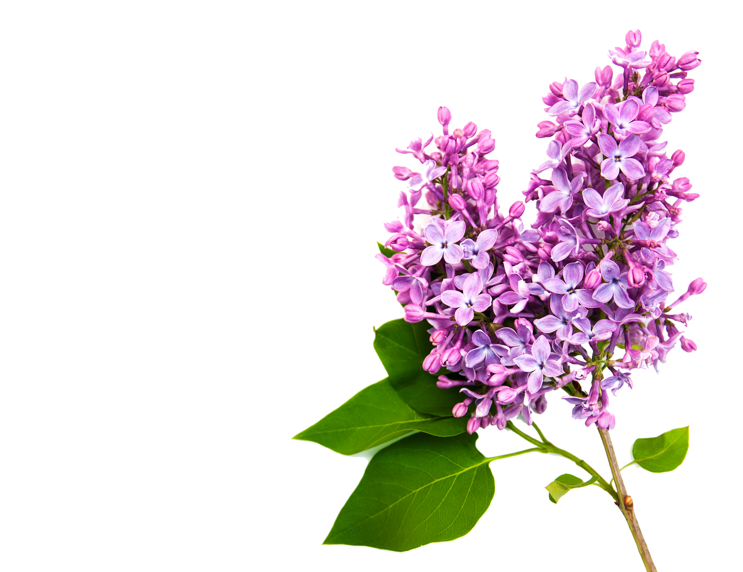 LILAS : Huile nourrissante (ongles et cuticules) LILAC: Nourishing oil (nails and cuticles)