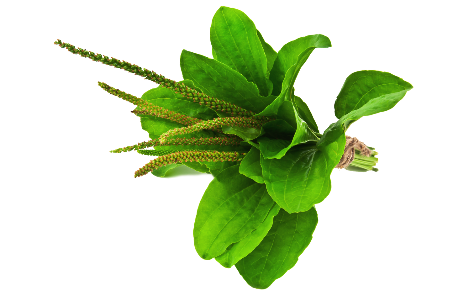 Plantain des champs (Huile nourrissante ongles et cuticules)