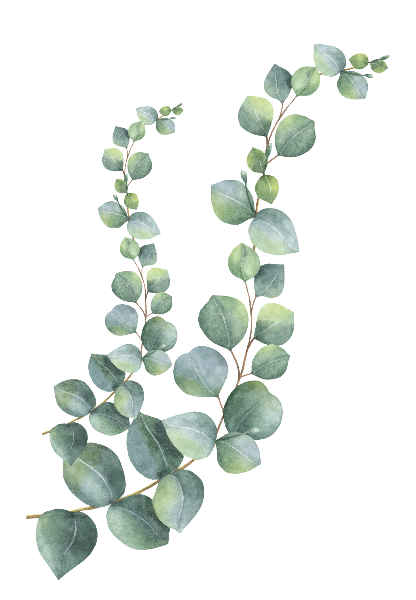 Huile essentielle - Respiratoire