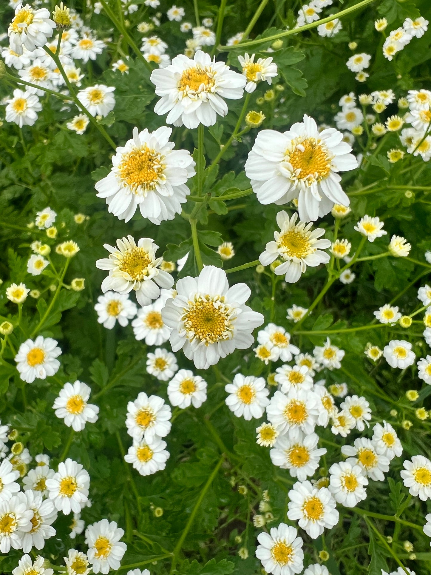 Grande camomille (fleur)