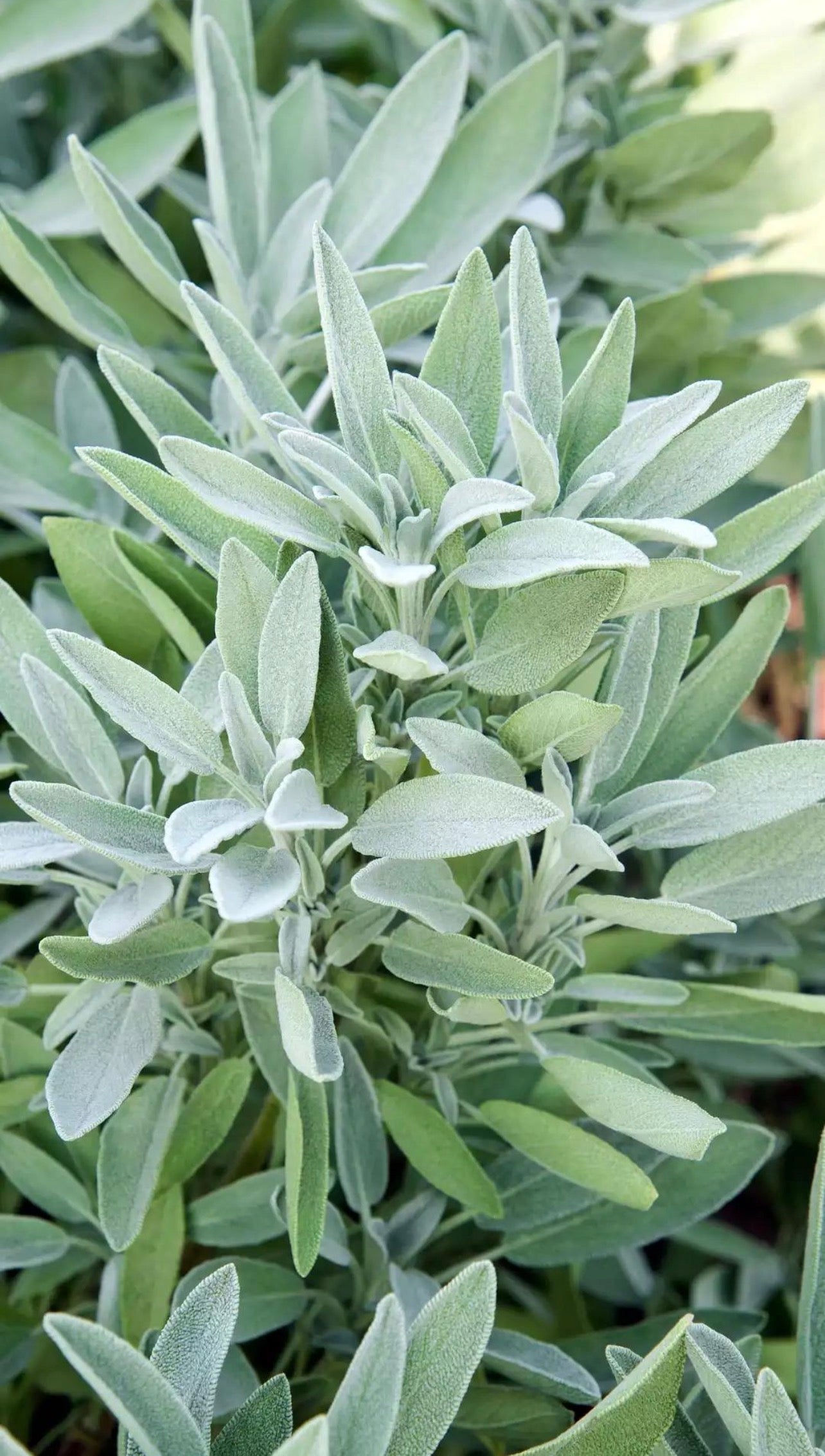 Sauge officinale (Common sage)
