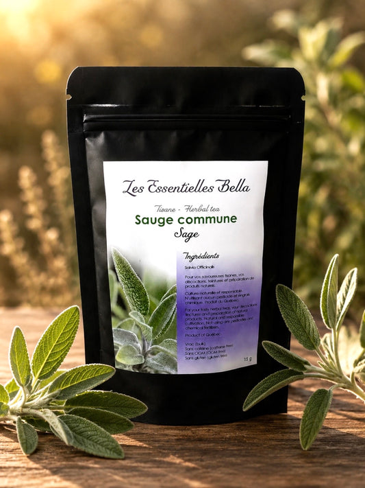 Sauge officinale (Common sage)