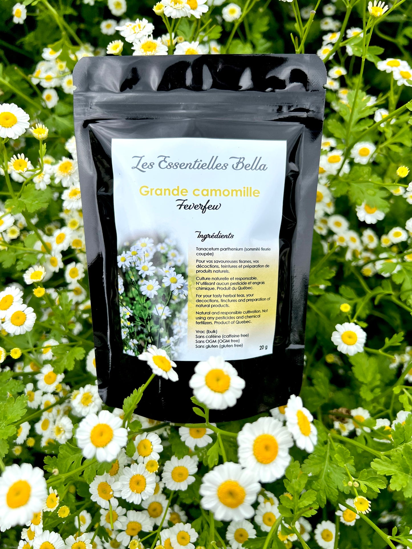 Grande camomille (fleur)