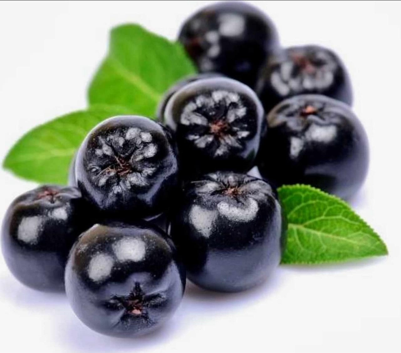 Baie aronia