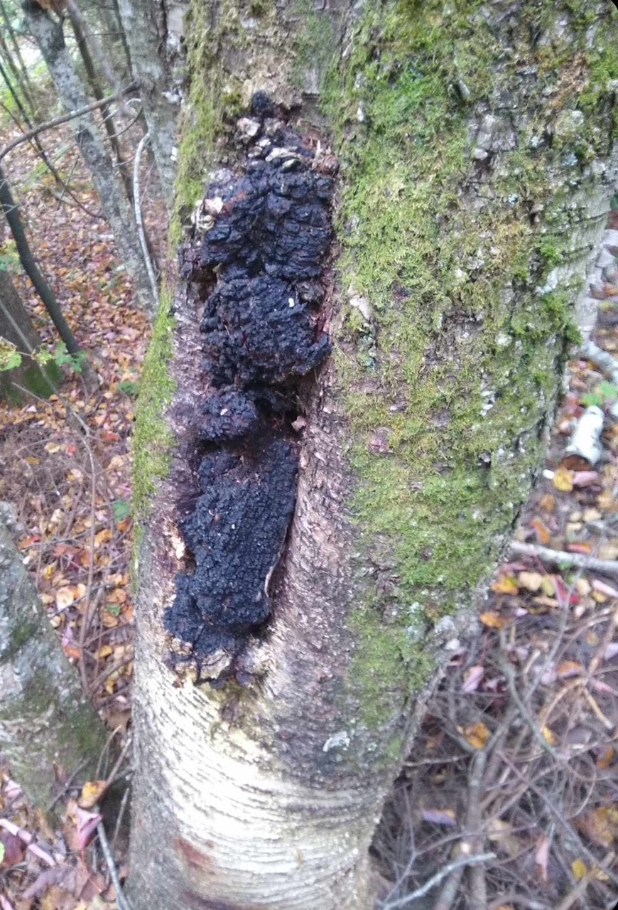 Chaga sauvage