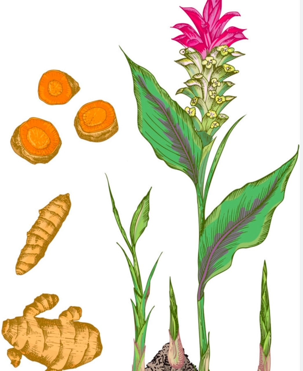 Curcuma & poivre