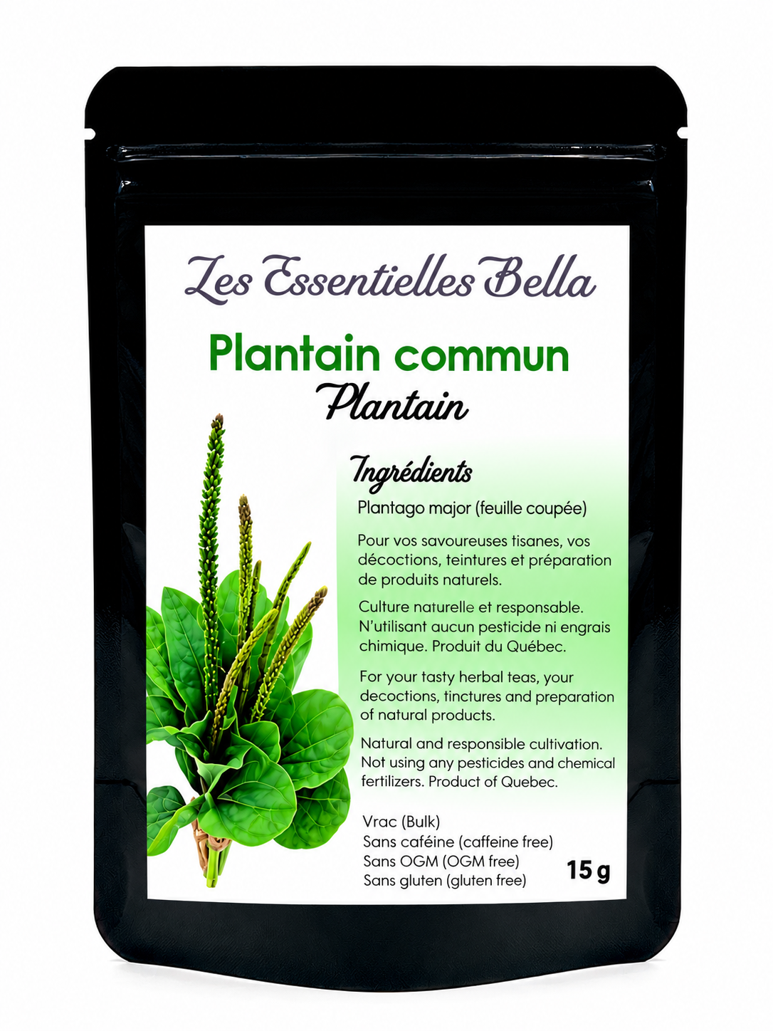 Plantain commun (feuille)