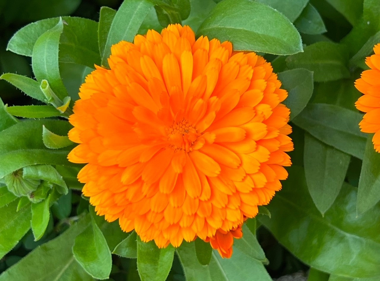 CALENDULE CAMOMILLE : Huile nourrissante (ongles et cuticules)