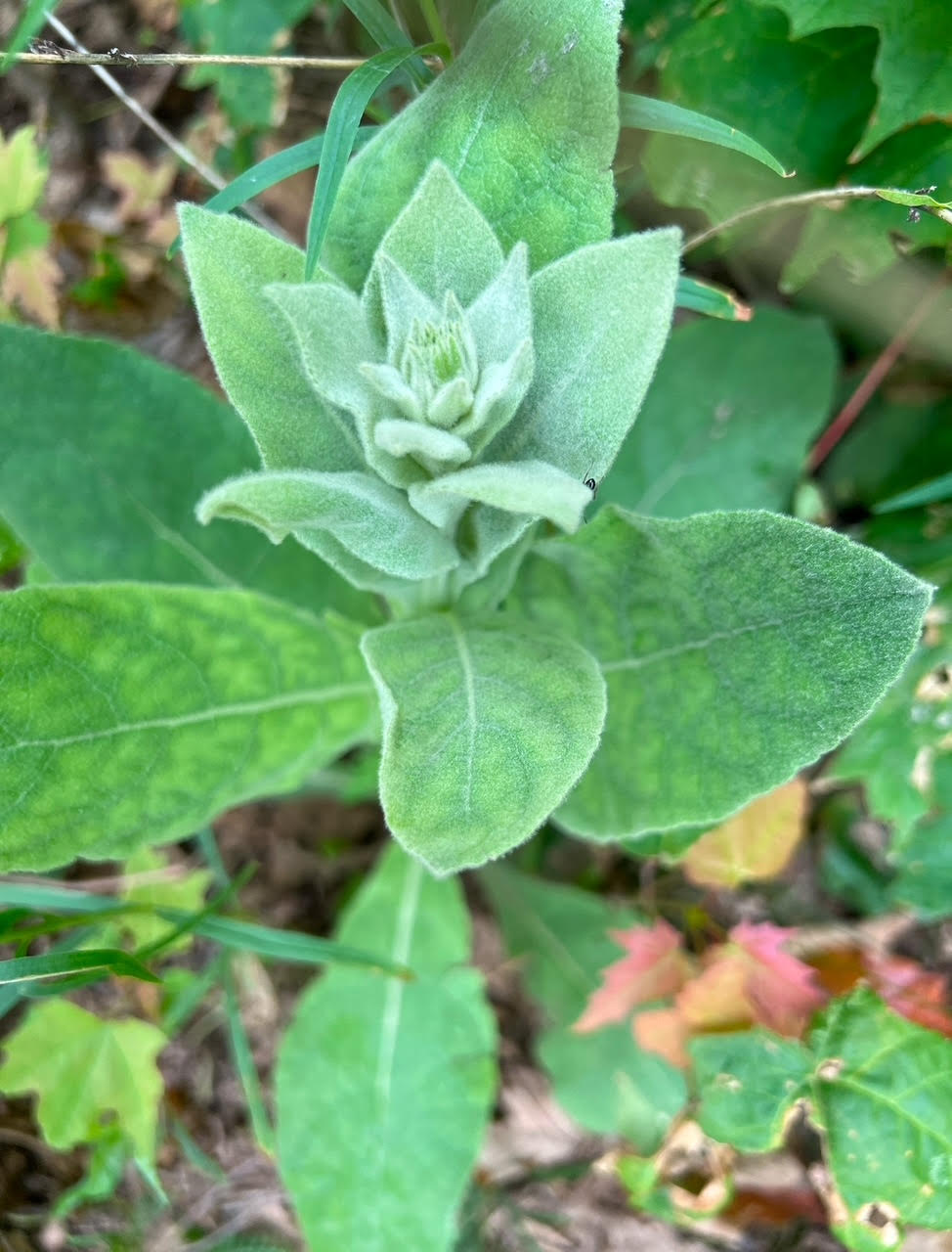 Molène (feuille)