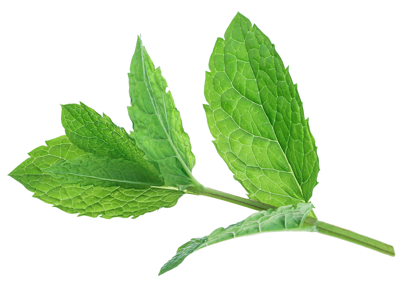 Menthe poivrée (feuille)