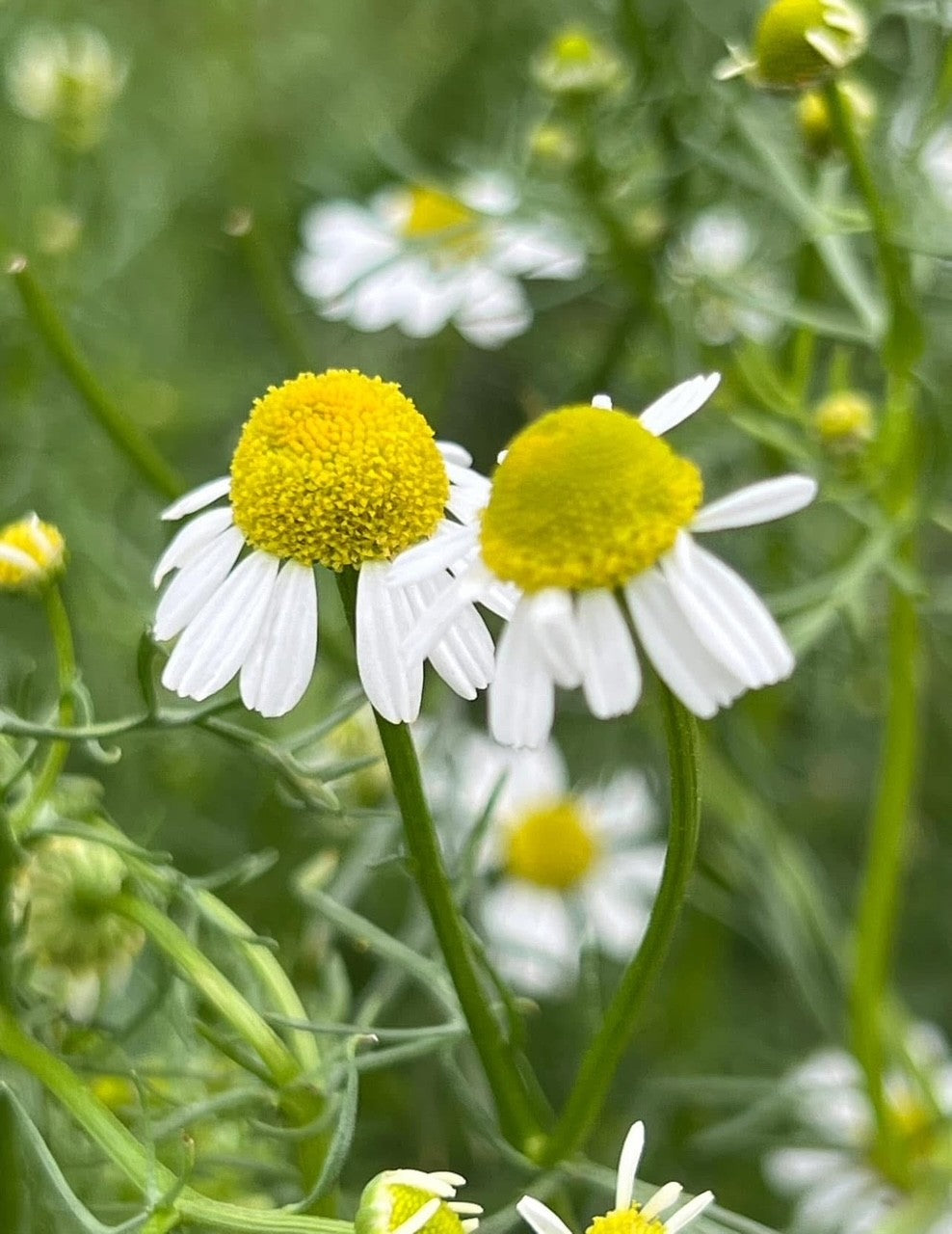 Camomille allemande