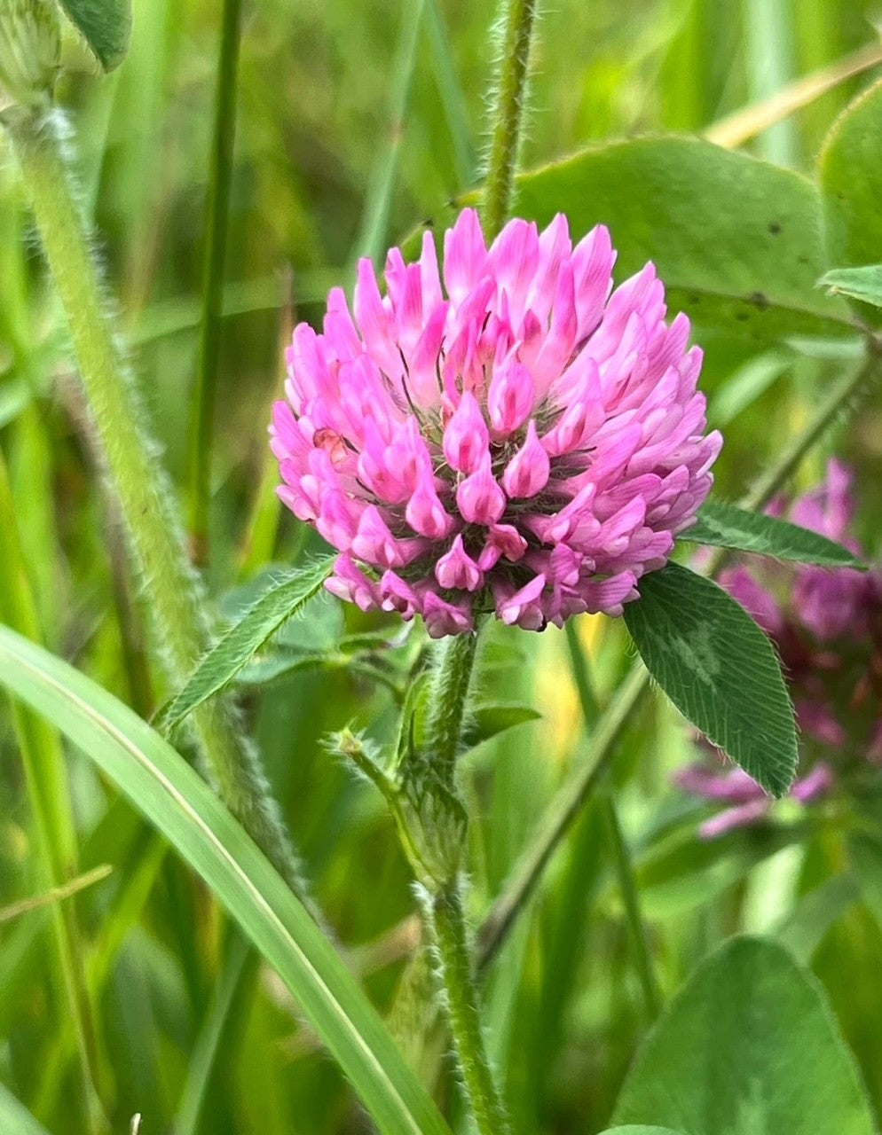 Trèfle rouge (fleur)